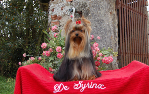 Aïcha du domaine de Syrinx