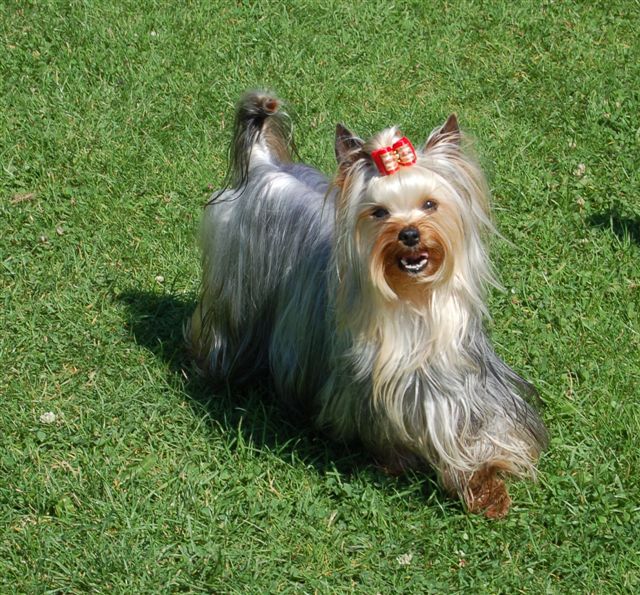 Coco chanel du domaine de Syrinx