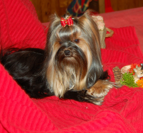 nos chiots, notre production
