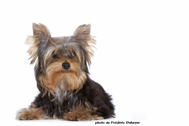 nos chiens vus par Frédéric Duhayer, photographe animalier